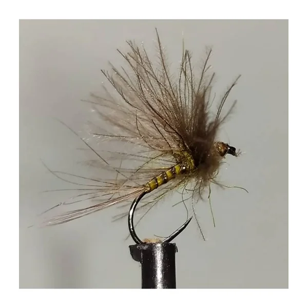 Efémera CDC Oliva